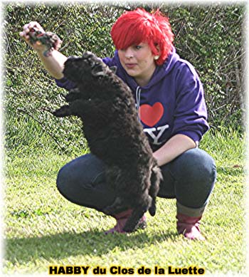 bouvier des flandres photo chiot - Elevage Clos Luette - COPYRIGHT DEPOSE